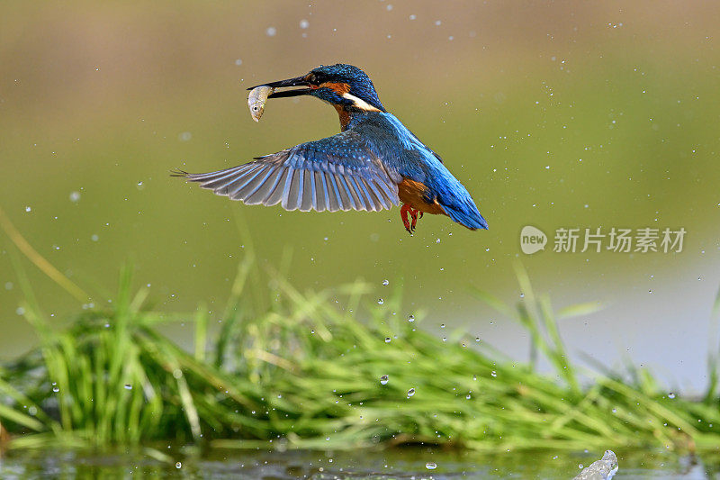 翠鸟(Alcedo atthis)